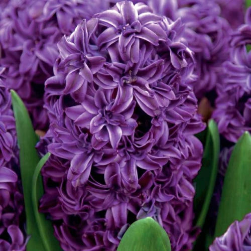 Hiacintes pildītās LILI PURPLE 14/15 20gab