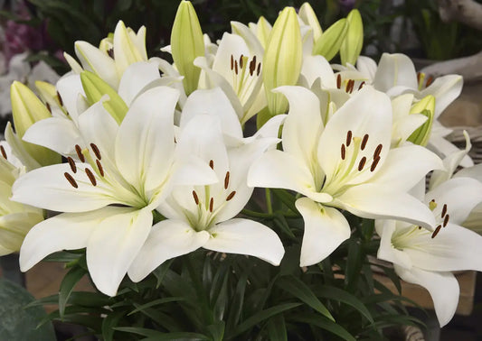 Lilijas Āzijas (podu) SUMMER SNOW 16/18 20gab