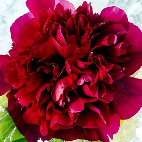 Peonijas ADOLPHE ROUSSEAU 6gab