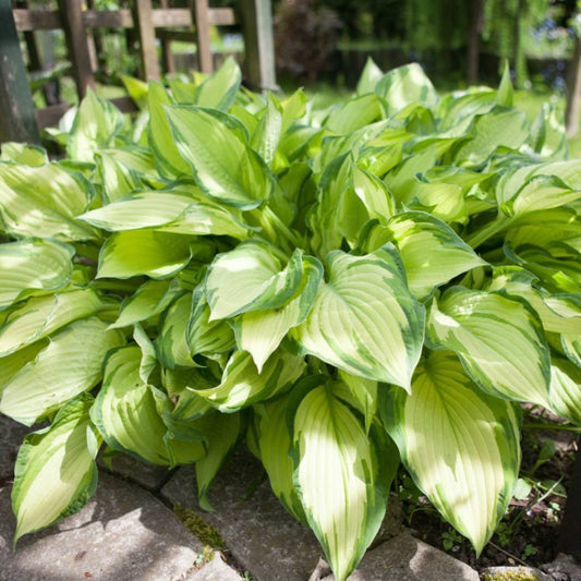 Hostas ALBOPICTA 8gab