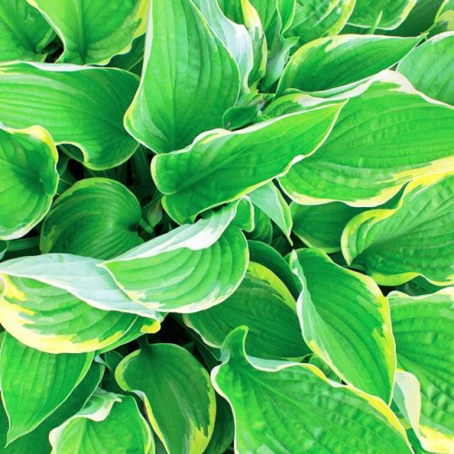 Hostas AUREOMARGINATA  8gab