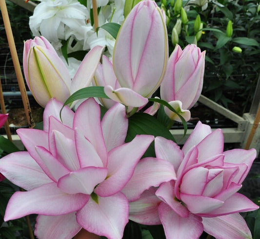Lilijas Pildītās  ROSELILY ANOUSKA  16/18 10gab