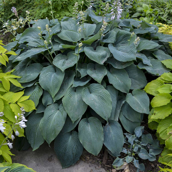 Hostas BLUE MAMMOTH 8gab