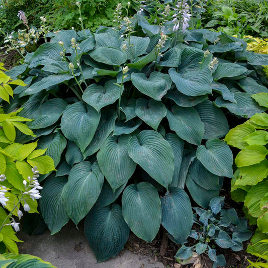 Hostas BLUE MAMMOTH 8gab