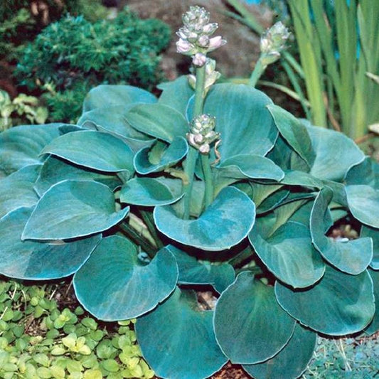 Hostas BLUE MOUSE EARS 8gab