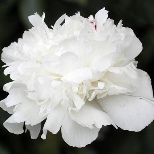 Peonijas BARONESS SCHROEDER 6gab
