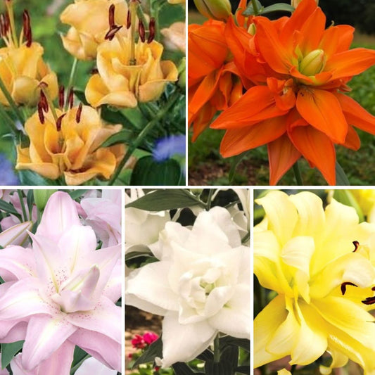 Lilijas Pildītās Izlase 25gab