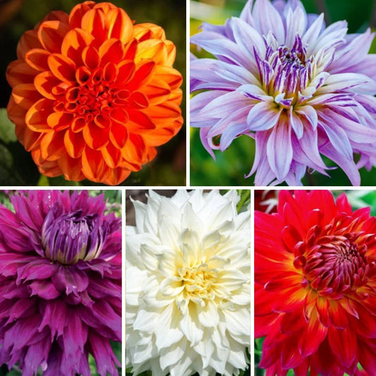 Dālijas dekoratīvās Izlase Nr. 7  40gab