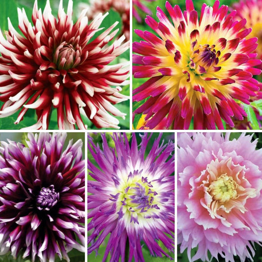 Dālijas kaktusziedu Izlase Nr.3 20gab