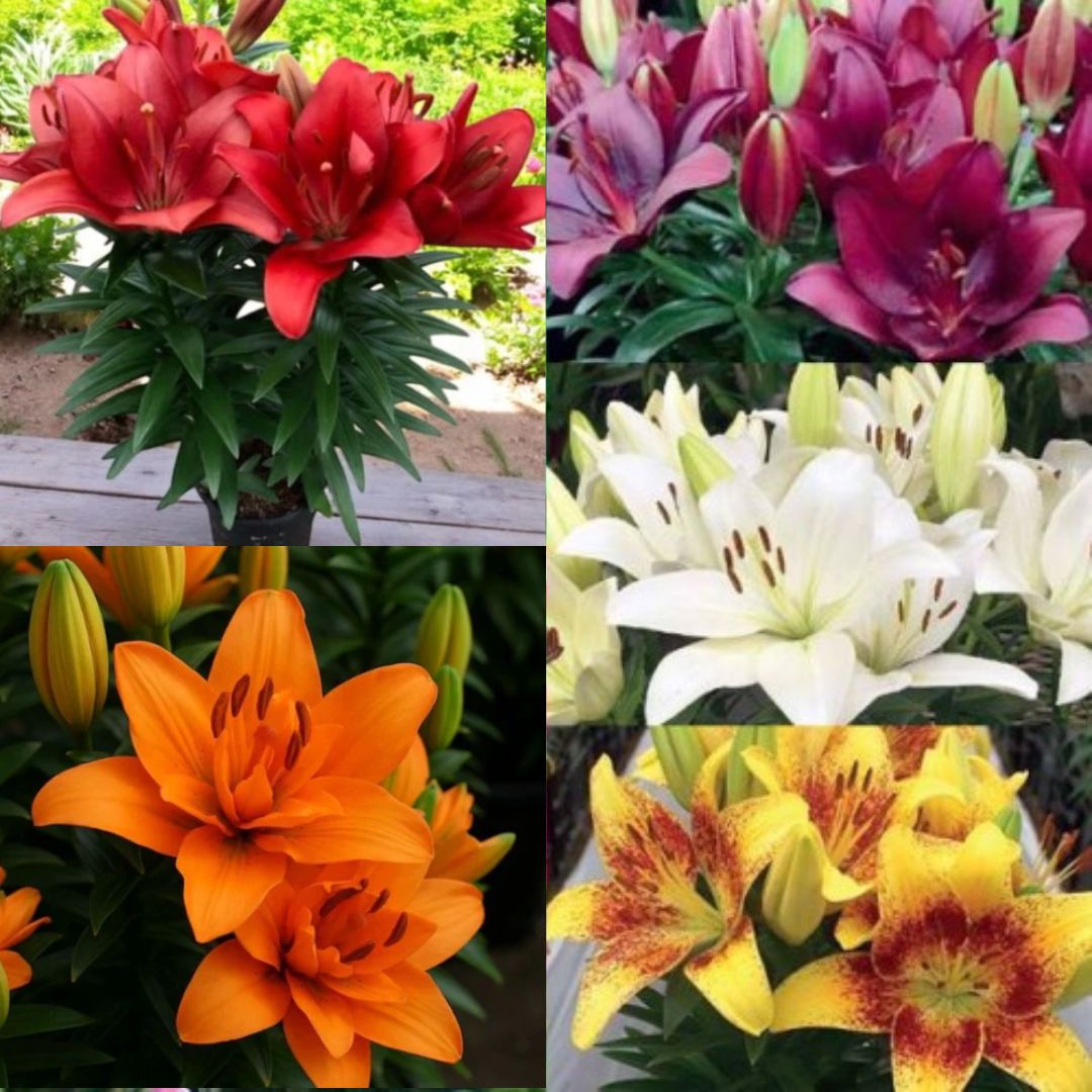 Lilijas Āzijas (podu) Izlase 100gab