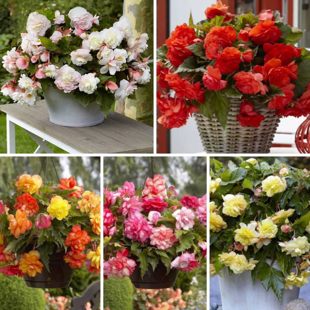 Begonijas nokarenās divkrāsu Izlase 5/6 50gab.