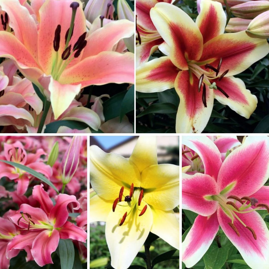 Lilijas Lilijkoks Izlase Nr. 1, 50gab