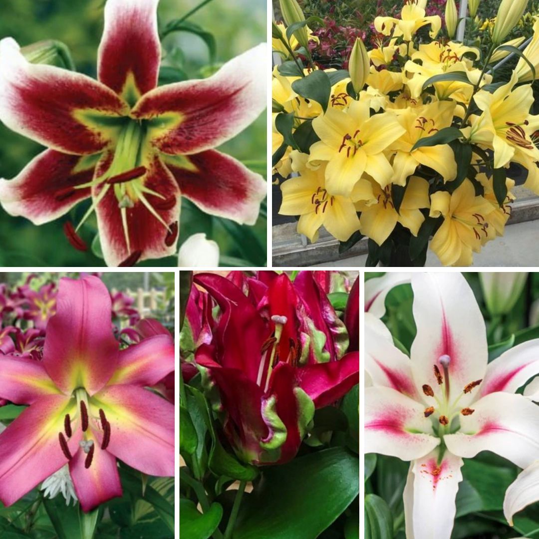 Lilijas Lilijkoks Izlase Nr. 2, 100gab