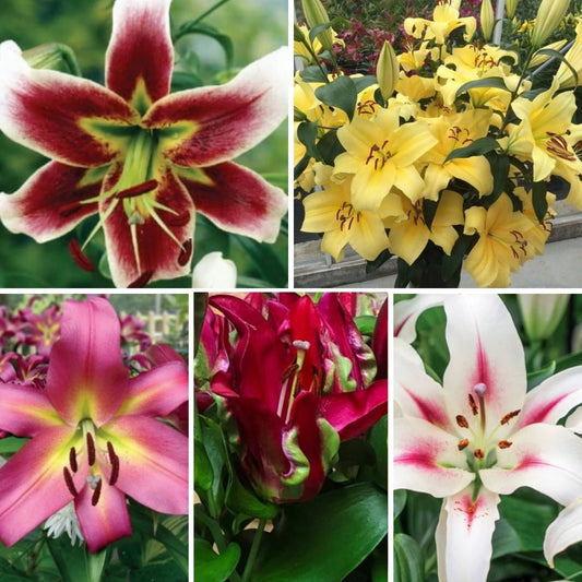 Lilijas Lilijkoks Izlase Nr. 2, 100gab