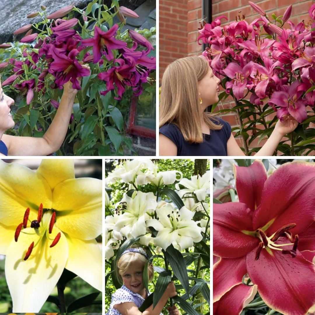 Lilijas Lilijkoks XXL Izlase 50gab