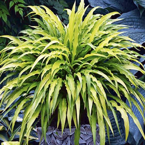 Hostas CURLY FRIES 8gab
