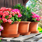 Puķu pods Campanula 34cm plastmasas terakota