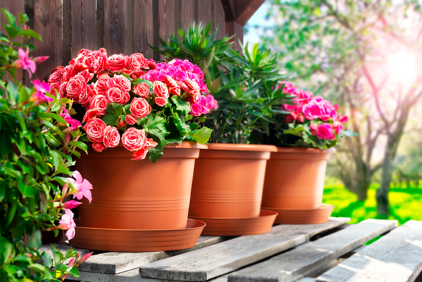 Puķu pods Campanula 34cm plastmasas terakota