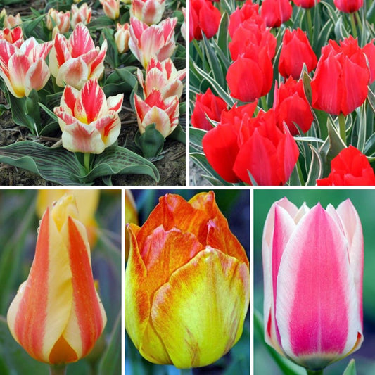 Tulpes zemās Greiga Izlase Nr.1, 10/11, 200gab