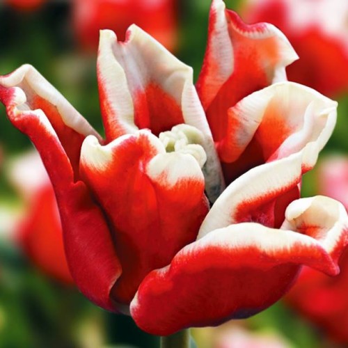 Tulpes triumfa ELEGANT CROWN 11/12 60gab