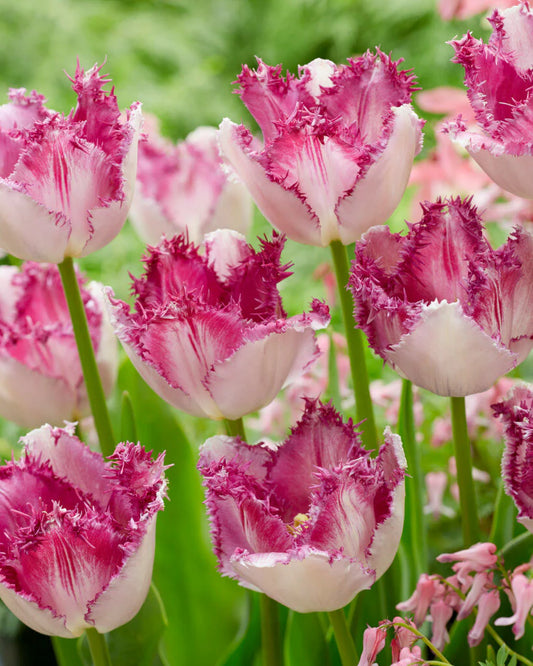 Tulpes bārkšziedu EYELASH  12/+ 60gab