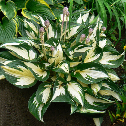 Hostas FIRE AND ICE 8gab