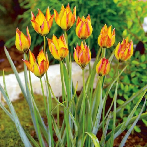Tulpes botāniskās FLAVA 6+/ 80gab