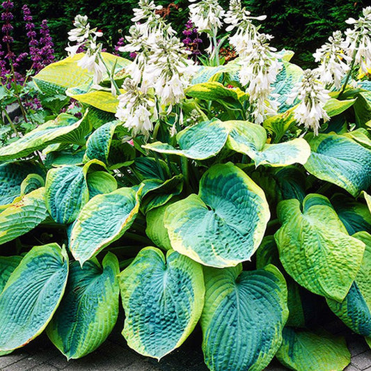 Hostas FRANCES WILLIAMS 8gab