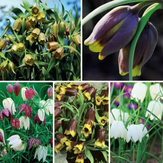 Fritilārijas Izlase  Nr. 1, 250gab