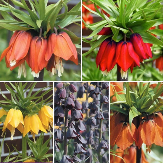 Fritilārijas Izlase Nr. 2, 20/24, 20gab