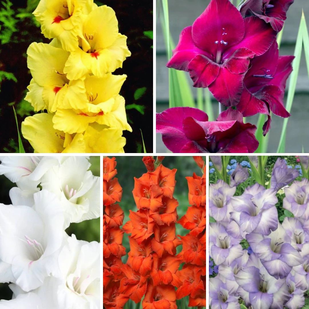 Gladiolas lielziedu Izlase Nr.12  14/+ 150gab