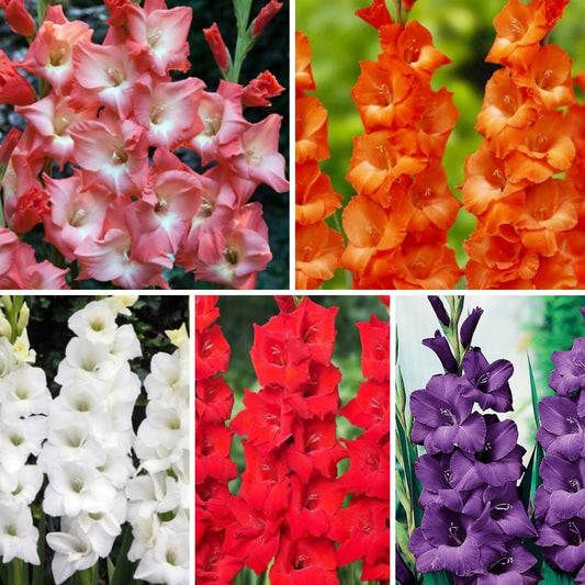 Gladiolas Izlase XXL 16/+ 125gab