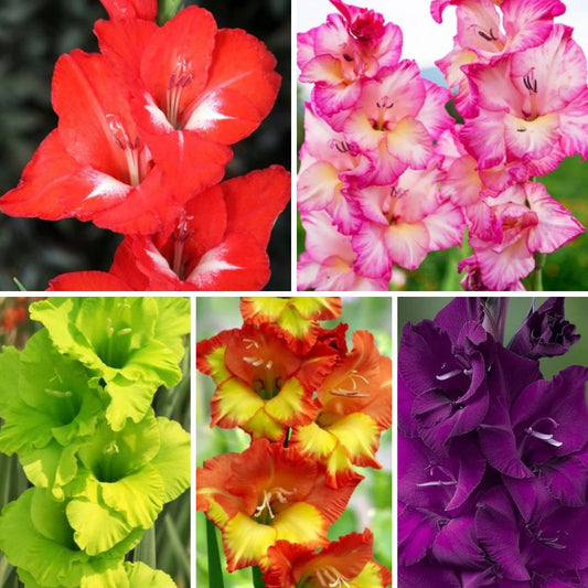 Gladiolas lielziedu Izlase Nr.13  12/14 200gab