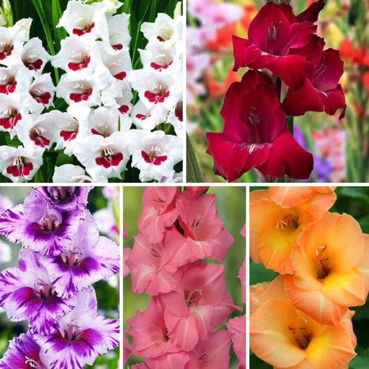 Gladiolas lielziedu Izlase Nr.2  12/14 200gab