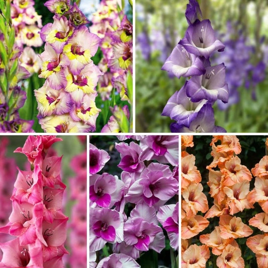 Gladiolas lielziedu Izlase Nr.1  12/14 200gab