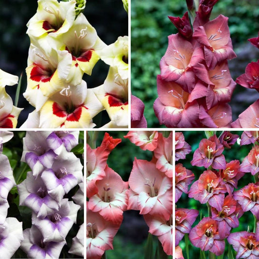 Gladiolas BAMBINO Izlase Nr.1  12/14 200gab