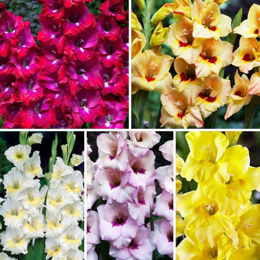 Gladiolas BAMBINO Izlase Nr.2  12/14 200gab