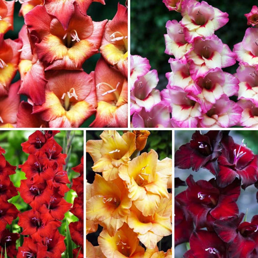 Gladiolas BAMBINO Izlase Nr.3  12/14 200gab