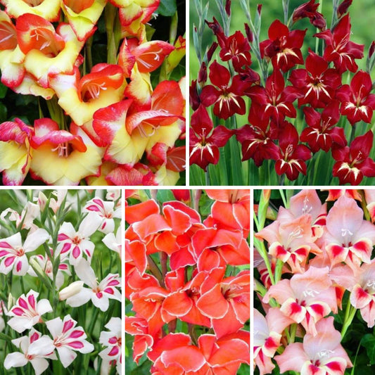 Gladiolas BOTĀNISKĀS Izlase 8/+ 200gab