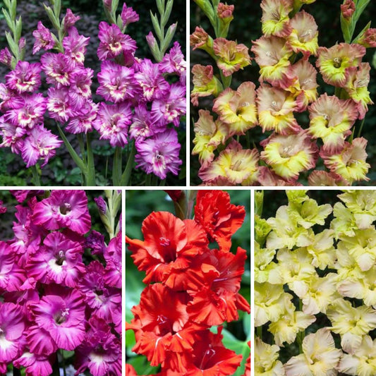 Gladiolas EKSOTISKAS Izlase Nr.1  12/14 200gab