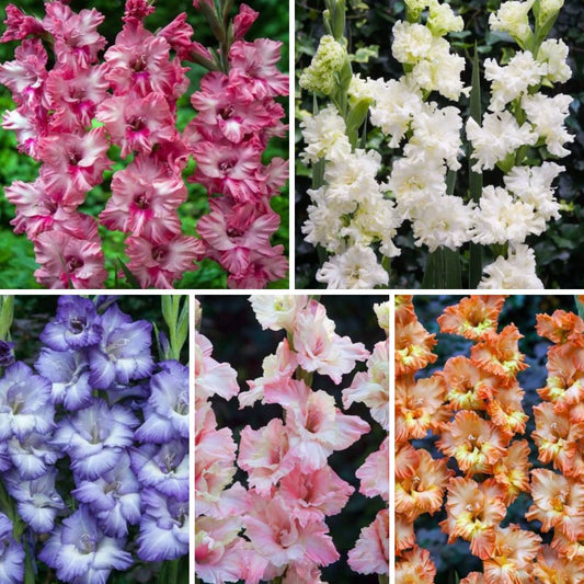 Gladiolas EKSOTISKAS Izlase Nr.2  12/14 200gab