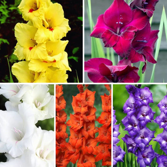 Gladiolas lielziedu Izlase Nr.11  12/14 200gab