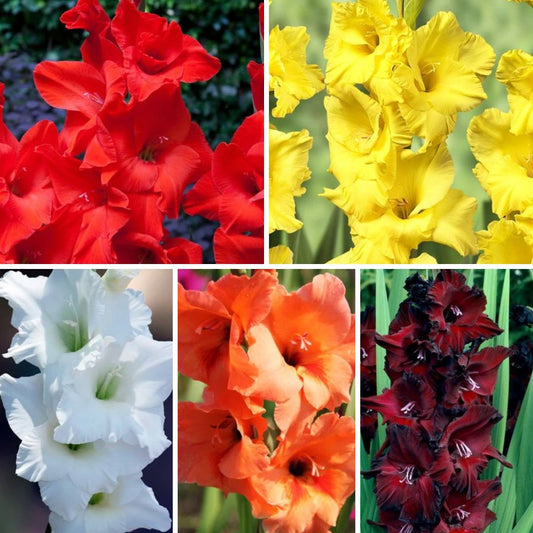 Gladiolas lielziedu Izlase Nr.10  14/+ 150gab