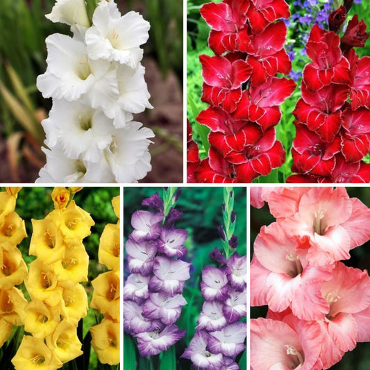 Gladiolas lielziedu Izlase Nr.8  12/14 200gab
