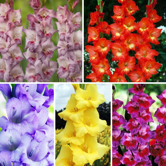 Gladiolas lielziedu Izlase Nr.7  12/14 200gab