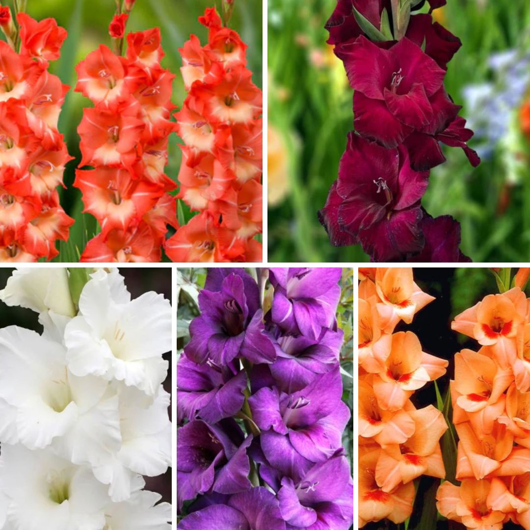 Gladiolas lielziedu Izlase Nr.6  12/14 400gab