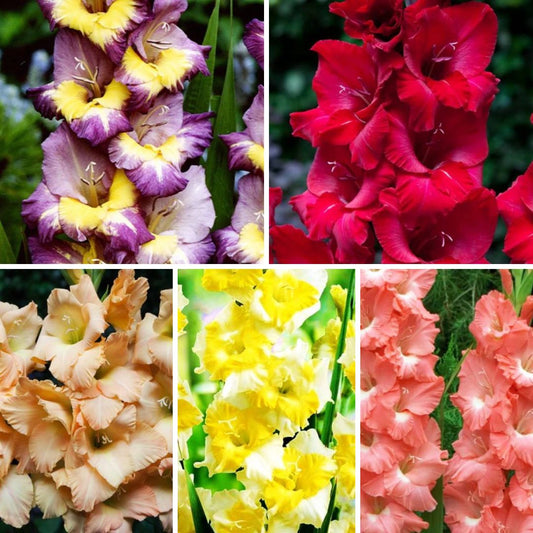 Gladiolas lielziedu Izlase Nr.5  12/14 200gab