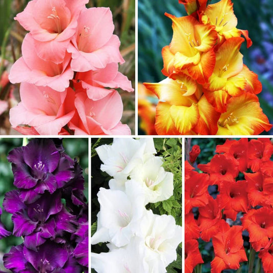 Gladiolas lielziedu Izlase Nr.4  12/14 200gab
