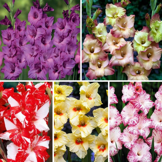 Gladiolas lielziedu Izlase Nr.3  12/14 200gab