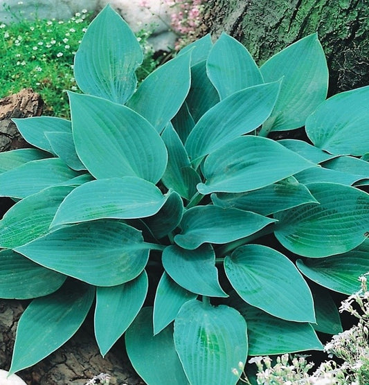 Hostas HALCYON  8gab